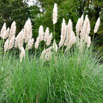 2 White Pampas Grass Plants Live, 5-9 Inch Tall, Ornamental Grass Live Plants for Outdoor Landscaping