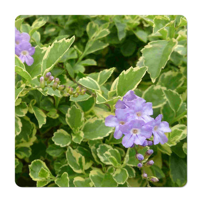 Variegated Sky Flower - Duranta repens cv - Live Plant - Pigeon Berry Golden Dew Drop- 8-10 Inches Tall - 4 Inch Pot