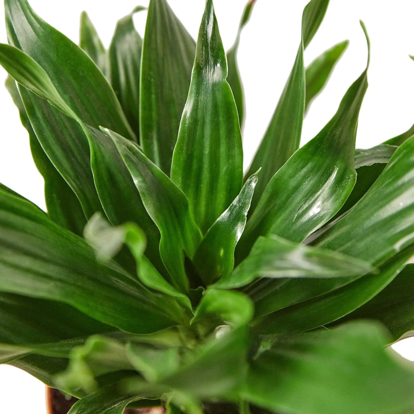 Dracaena Janet Craig | Live Plant for Indoor & Outdoor | for Living Room, Office, Bathroom | (4" Pot)