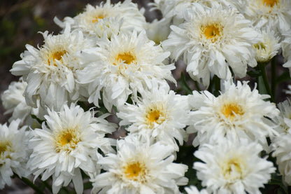 Live Plant from Green Promise Farms-PW, Leucanthemum Amazing Daisies 'Marshmallow' Shasta Daisy. White Flowers-#1 Size Container - Does NOT Ship to AZ, CA, HI, ID, MT, NV, OR, PR, UT & WA!!!