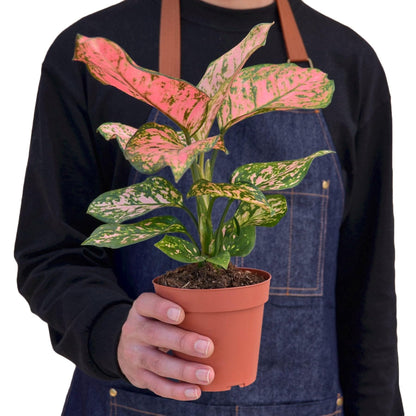 8 Pack Chinese Evergreen 'Lady Valentine' in 2in Pot - Live Plants Tropical Houseplants | Variegated | USA Growers | The Snobby Leaf