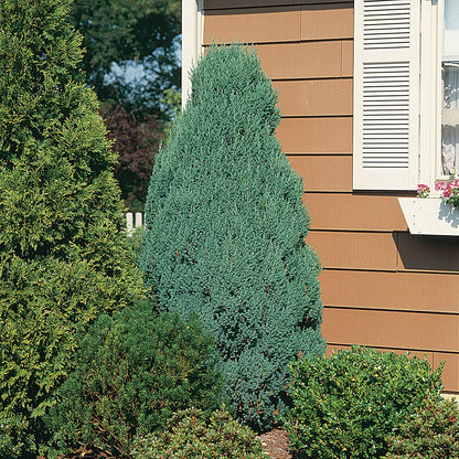 Plants by Mail Blue Point Juniper (Tree, Bush, Evergreen, Fragrant), 2.5 Quart