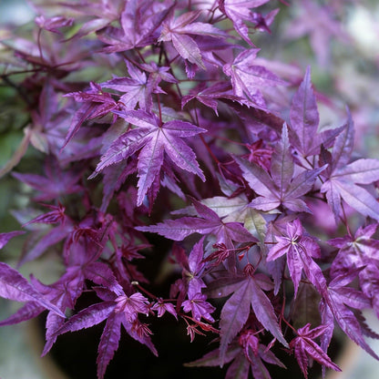 Mixrug Jacaranda Purple Maple Seeds for Planting, 25pcs Rare Perennial Purple Maple Tree Seeds Plants, Non-GMO Heirloom Beauty Trees Plants Home Garden for Outdoors Indoors