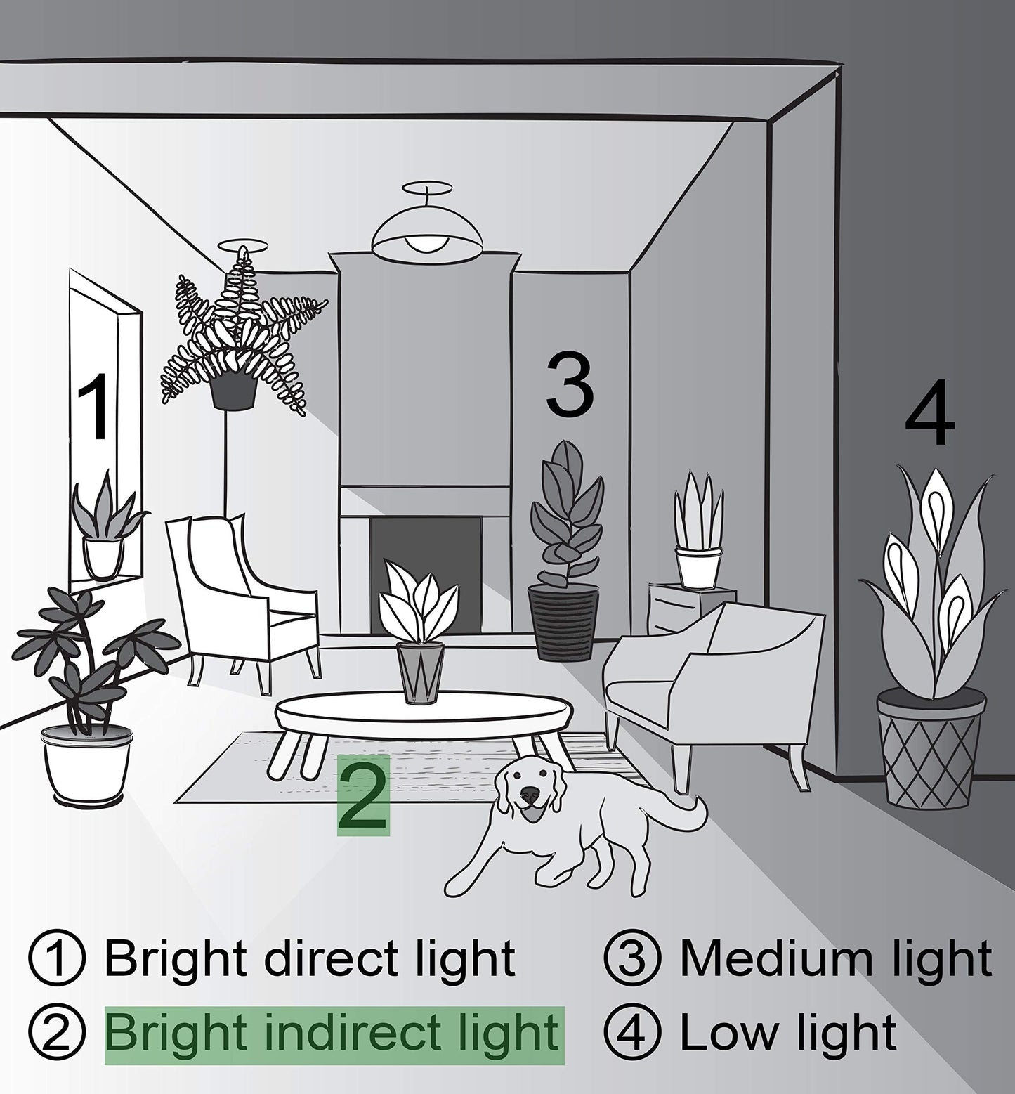 Thorsen's Greenhouse Lemon Lime Prayer Plant, Live Indoor Plant, Pet Friendly, Attractive Houseplant, Lemon Maranta, Easy to Grow, 4" Diameter Pot (Brushed Silver)