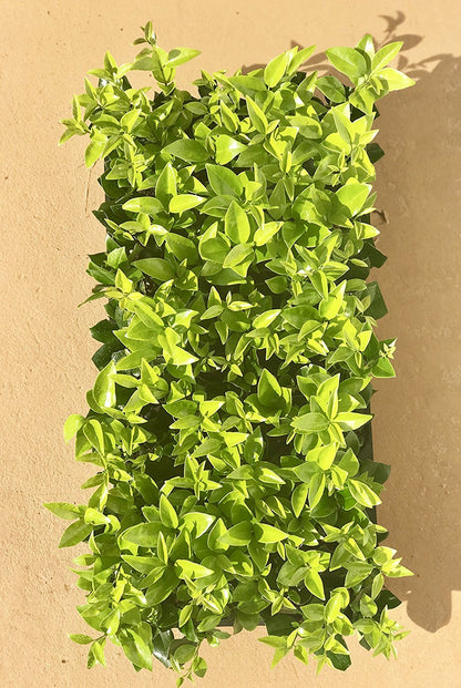 Ligustrum Waxleaf Privet - 30 Live Plants 2" Pot Size - Evergreen Privacy Hedge