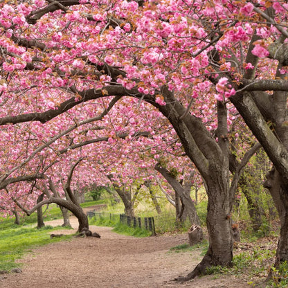 Live Kwanzan Cherry Blossom Tree Plants, 8 to 12 Inch Tall Live Cherry Blossom Flowers Plant, Live Cherry Blossom Tree Plants, Perennial Cherry Flowers Tree Plant, Ready to Plant Outdoor Garden