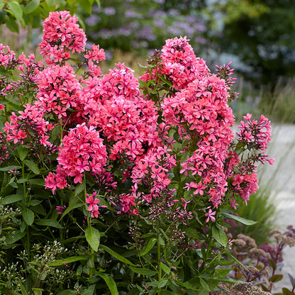 Van Zyverden Tall Phlox Paniculata Cleopatra Set of 9 Roots