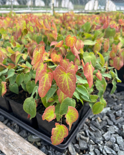 Epimedium rubrum (Barrenwort)