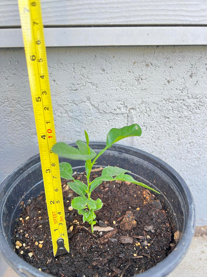 Live Kaffir Lime Tree Plant, Citrus Hystrix, Plant Starter Kit - Cannot Ship to FL, AZ, TZ, CA, LA, HI