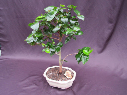 Surinam Cherry Bonsai Tree