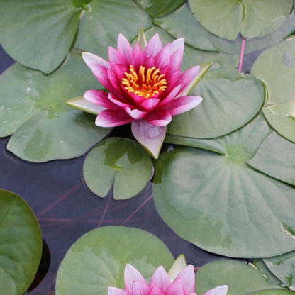 Chalily Water Lily Aquatic Plants Live Lilies Real Small or Big Pond Plant Lilly Ponds Cold Hardy Pads Grow waterlillies Flowering rhizomes Outdoor lilys Waterlily Lillies pre Grown lillys pad RED