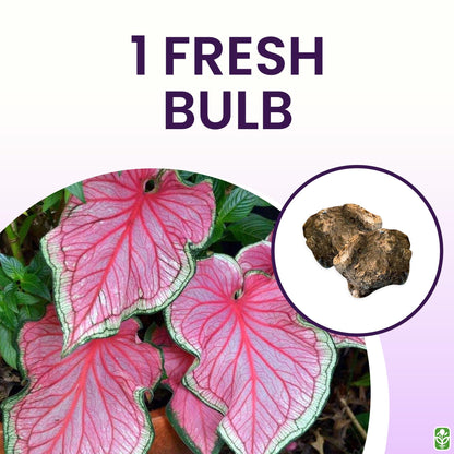 Florida Sweetheart Caladium Bulbs for Planting - Pink Strap - Large Root - Stunning Pink Foliage - Hardy in Zones 9-11 - Perfect for Gardens and Containers
