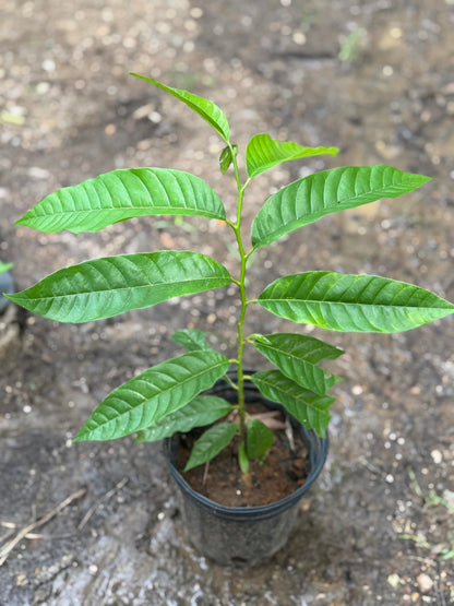 Custard Apple (Annona squamosa) Live Fruit Tree Arbol vivo Perfect for Garden