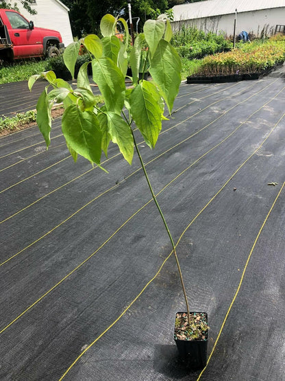 Live Plant - White Flowering Dogwood Tree - Live Potted Plant - Quart Pot - Cornus Florida
