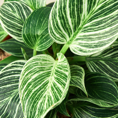 Philodendron 'Birkin' | Live Plant for Indoor & Outdoor | for Living Room, Office, Bathroom | (4" Pot)