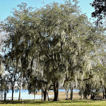 Southern Live Oak, Shade Tree, 5 gal. Nursery Pot (Due to Agricultural Laws, we Cannot Ship to CA, AZ, AK, or HI)