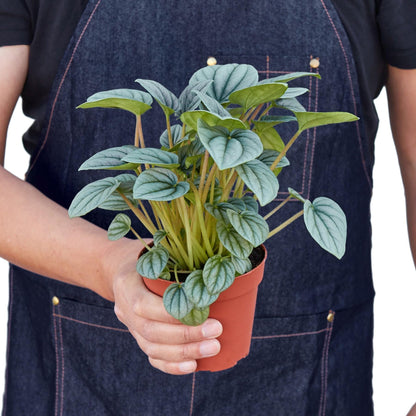 Peperomia 'Frost' | Live Plant for Indoor & Outdoor | for Living Room, Office, Bathroom | (4" Pot)