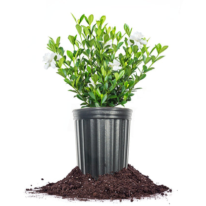 Perfect Plants Buttons Gardenia Shrub 1 Gallon | Live Plant for Landscaping | Fragrant White Flowers