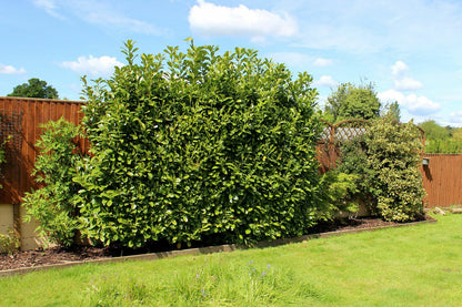 Live Plant - Bay Leaf Tree - 5-6" Tall Live Plant, Seedling, Sweet Bay Laurel, Laurus nobilis