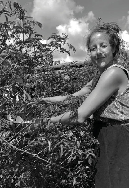 Smoke Camp Crafts Organic Elderberry Stake (Sambucus Canadensis) Perennial Elderberry Bush Starter Plant