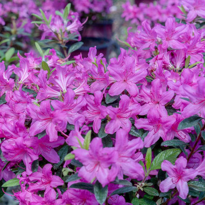 Perfect Plants Encore Autumn Amethyst Azalea in 1 Gallon Pot | Live Flowering Shrub for Landscape & Gardens | Purple Flowers | Hardy Plant for Foundation & Border | Zones 6-10