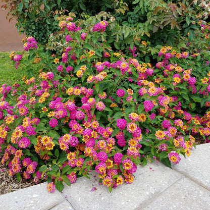 1 Rose Lantana Plant Live for Planting Outdoors, 6-9 Inch Tall, Fragrant Lantana Live Plants for Planting Outdoors, Butterfly Lantana Perennial Flowers Lantana Trees