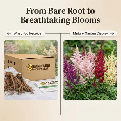 Giant Plume Assorted Astilbe Flowers - 3, 6, or 9 Bulbs -Attracts Butterflies, Bees & Hummingbirds - Great Gardening Gift (6 Bulbs)