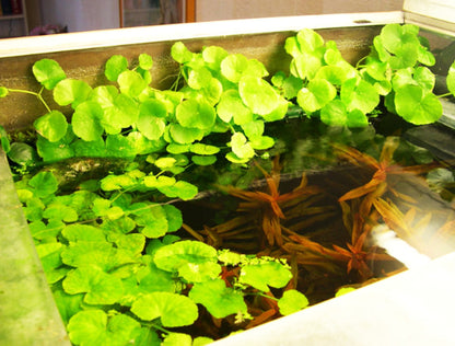 Mainam - Brazilian Pennywort Bundle Live Aquarium Plants 3 Days Live Guaranteed for Freshwater Pond Fish Tank
