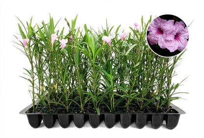 Mexican Petunia Pink | 3 Live Plants | Ruellia Brittoniana | Pink Flowering Landscape Pollinator | Heat Tolerant Groundcover | Outdoor Perennial for Gardens Borders Walkways Containers