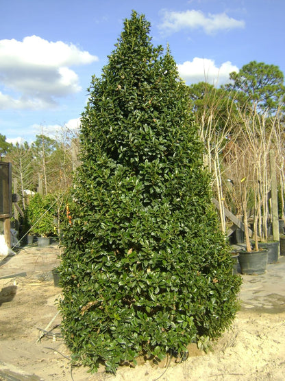 Live Plant - Oak Leaf Red Holly Shrub/Tree - Live Plant - 6-12" Tall, 3" Pot - Ilex x 'Conaf'