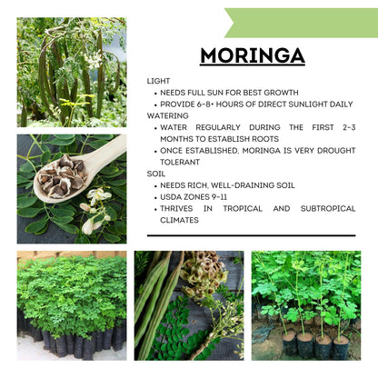 Moringa Plant Live in 4 Inch Pot, Hardy Perennial Moringa Oleifera Drumstick Tree Herb Plant