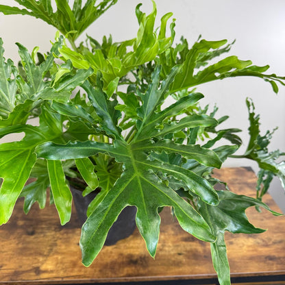 Philodendron ‘Lickety Split' | Live Plant for Indoor & Outdoor | for Living Room, Office, Bathroom | (8" Pot)