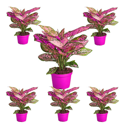 6 Pack Chinese Evergreen 'Lady Valentine' - in 6in Pot - Live Plants Tropical Houseplants | Variegated | USA Growers | The Snobby Leaf