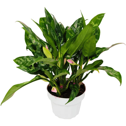 Chinese Evergreen 'Maria' in 6in Pot - Live Tropical Houseplant - Easy to Grow | Air Purifying | Variegated | USA Growers | The Snobby Leaf