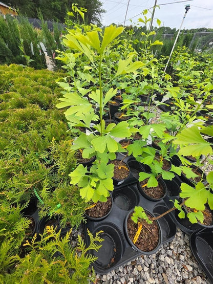 Live Plant - Ginkgo Biloba Tree (Maidenhair) - Live Plant - (2.5 Qt)
