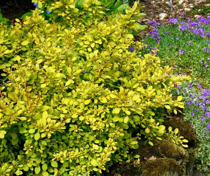 Aurea Golden Japanese Barberry - Live Plant - (1 QT)