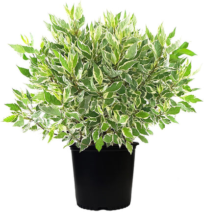 Cornus alba 'Ivory Halo' (Varigated Dogwood) Shrub, White Flowers with Varigated Foliage, #2 - Size Container