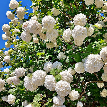2 Old Fashion Viburnum Plants Live for Planting, Snowball Viburnum Live Plants 6 to 10 Inches Height, 4" Pots, Viburnum Shrubs