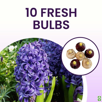 10 Royal Purple Hyacinth Bulbs - Peter Stuyvesant, 16-17 cm, Zones 4-10 (Pre-Chilling Required for Zones 8-10), Stunning Spring Blooms