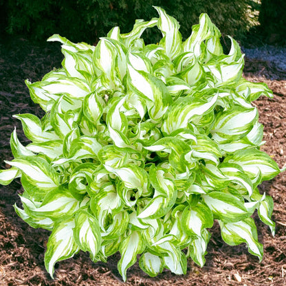 GARDENS ALIVE - Kiwi Spearmint Hosta Dormant Bare Root Perennial Starter Plant Roots, 3 Plants per Offer