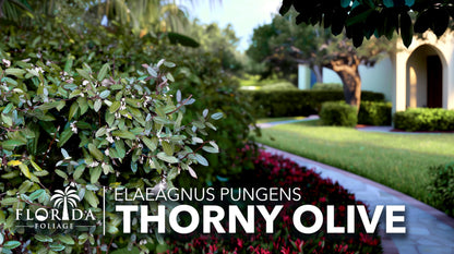Elaeagnus Pungens I 3 Live Plants I Thorny Olive I Hardy Evergreen Shrub with Fragrant Blooms, Perfect for Hedges, Screening & Ornamental Garden Display