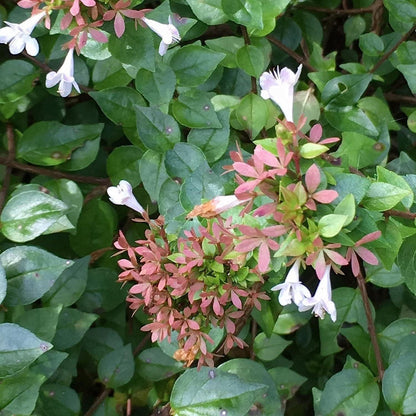 Abelia Chinensis Rose Creek | 1 Large Trade Gallon Size Plant | Flowering Butterfly Attracting Ornamental Shrub