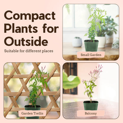 My Shelfie - Mini Pink Jasmine Plant Vine, Jasmine Plant Starter in 2-Inch Pot, Live Plants Outdoor Setting, Jasmine Plant Live Grows to 3-5 Inches, Pet-Friendly, 1-Piece