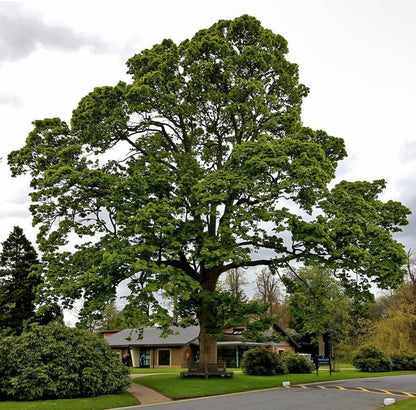American Sycamore Tree - 10-18" Tall - Quart Pot - Live Plant - Platanus occidentalis