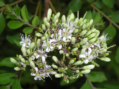 Curry Leaf Plant. Live Plant. Fragrant, Beautiful, Edible. Easy Grow. Indian Cooking Must Have. Murraya Koenigii. (1 Sac)
