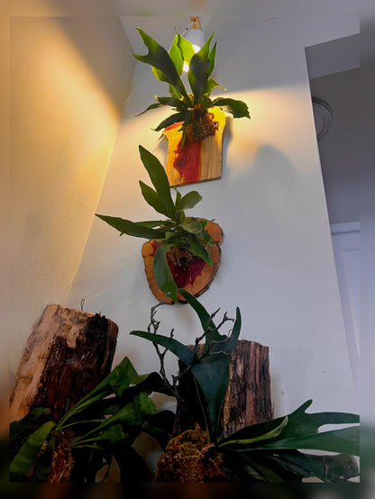 Live Staghorn Fern Wall Mount on Natural Aromatic Cedar Wood Plaque with Live Moss (Staghorn Fern, Meduim)