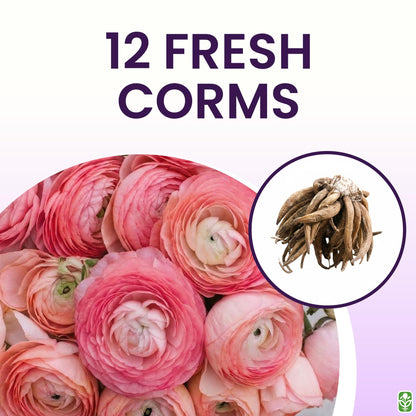 Pink French Ranunculus Corms - 12 Largest Size Corms, Premium Bulbs for Vibrant Blooms, Ideal for Garden Beds, Stunning Peony-Like Flowers