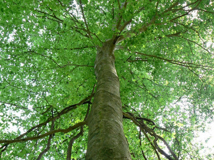 Live Plant - 2 American Beech Trees - 6-12" Tall Live Plants - Quart Pots - Fagus grandifolia