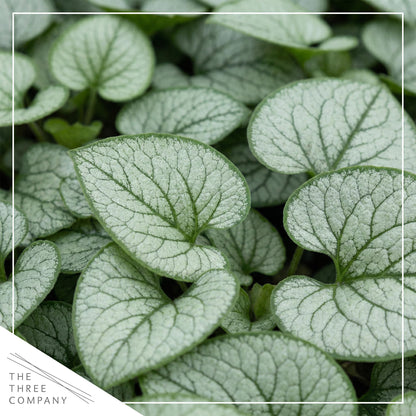 Live Brunnera 2-Pack – Silver Heart – Shade Perennial with Variegated Leaves, Blue Spring Flowers, 10” Tall, 1 Qt Pot