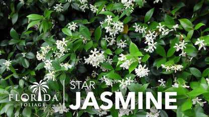 Star Confederate Jasmine | 1 Extra Large Trade 3 Gallon Plant | Trachelospermum jasminoides | Flowering Vine Plants | Evergreen Ground Cover for Landscaping